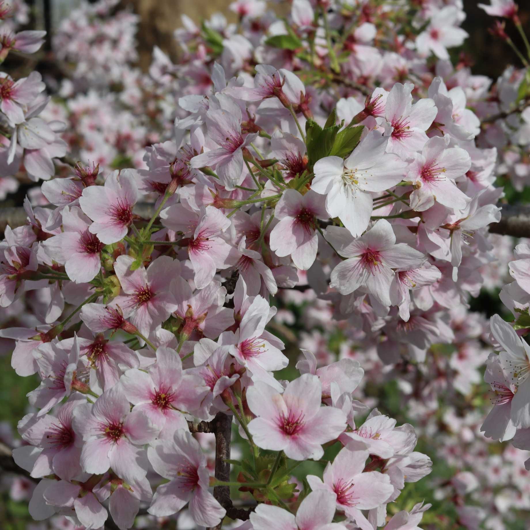 Sargent's Cherry Blossom Tree | Prunus sargentii - Image 2