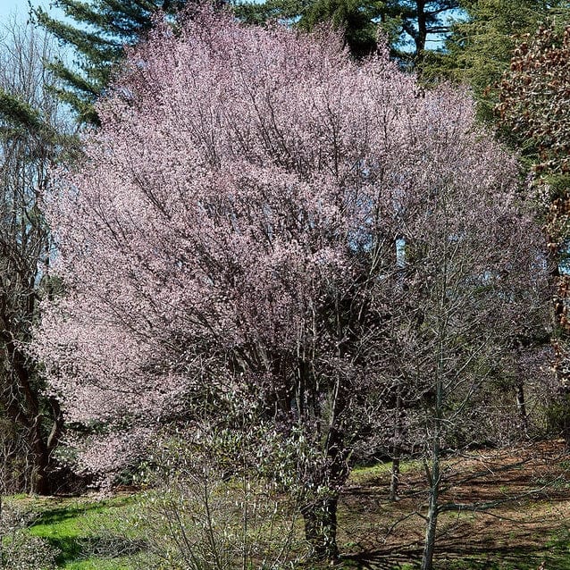 Sargent's Cherry Blossom Tree | Prunus sargentii - Image 3