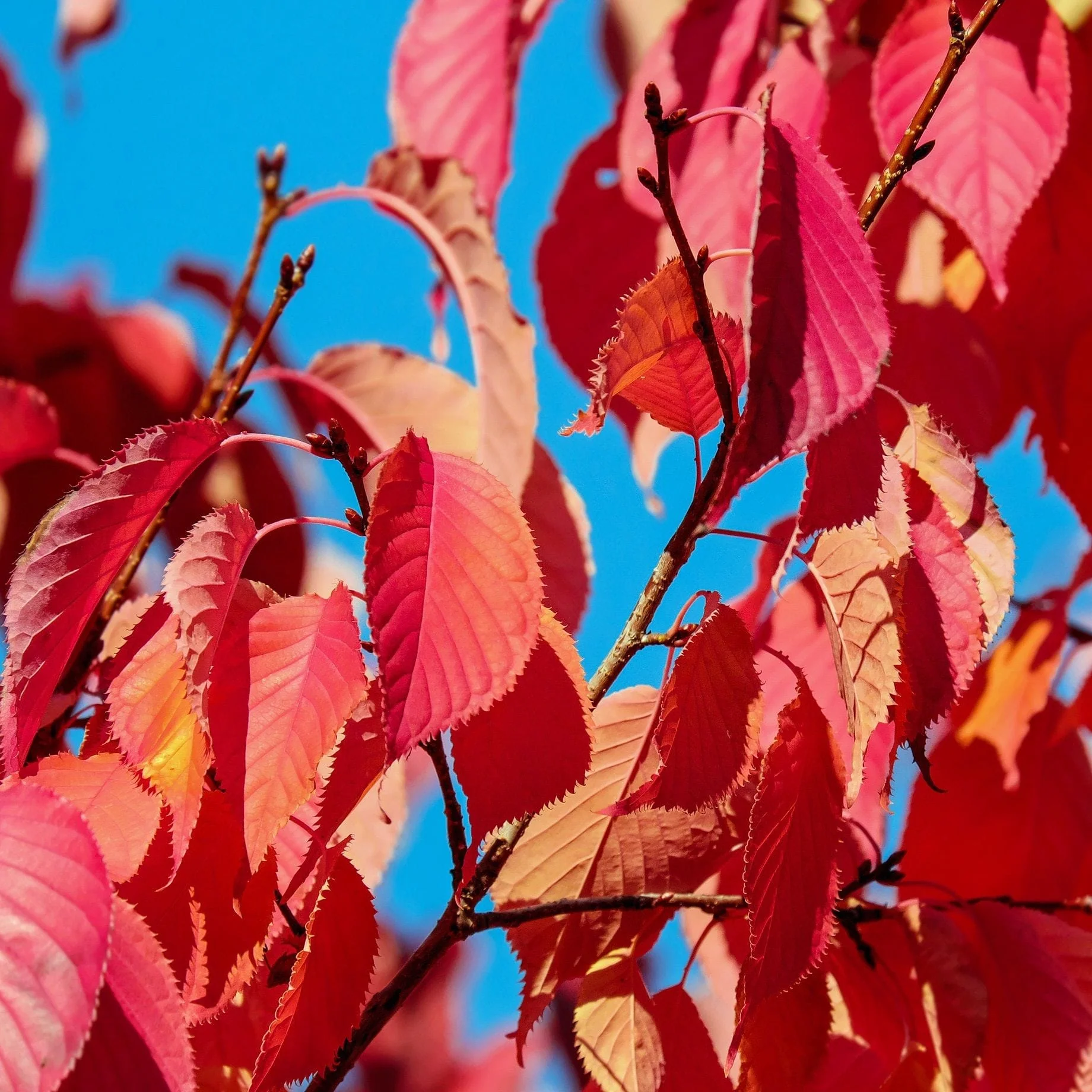 Sargent's Cherry Blossom Tree | Prunus sargentii - Image 4