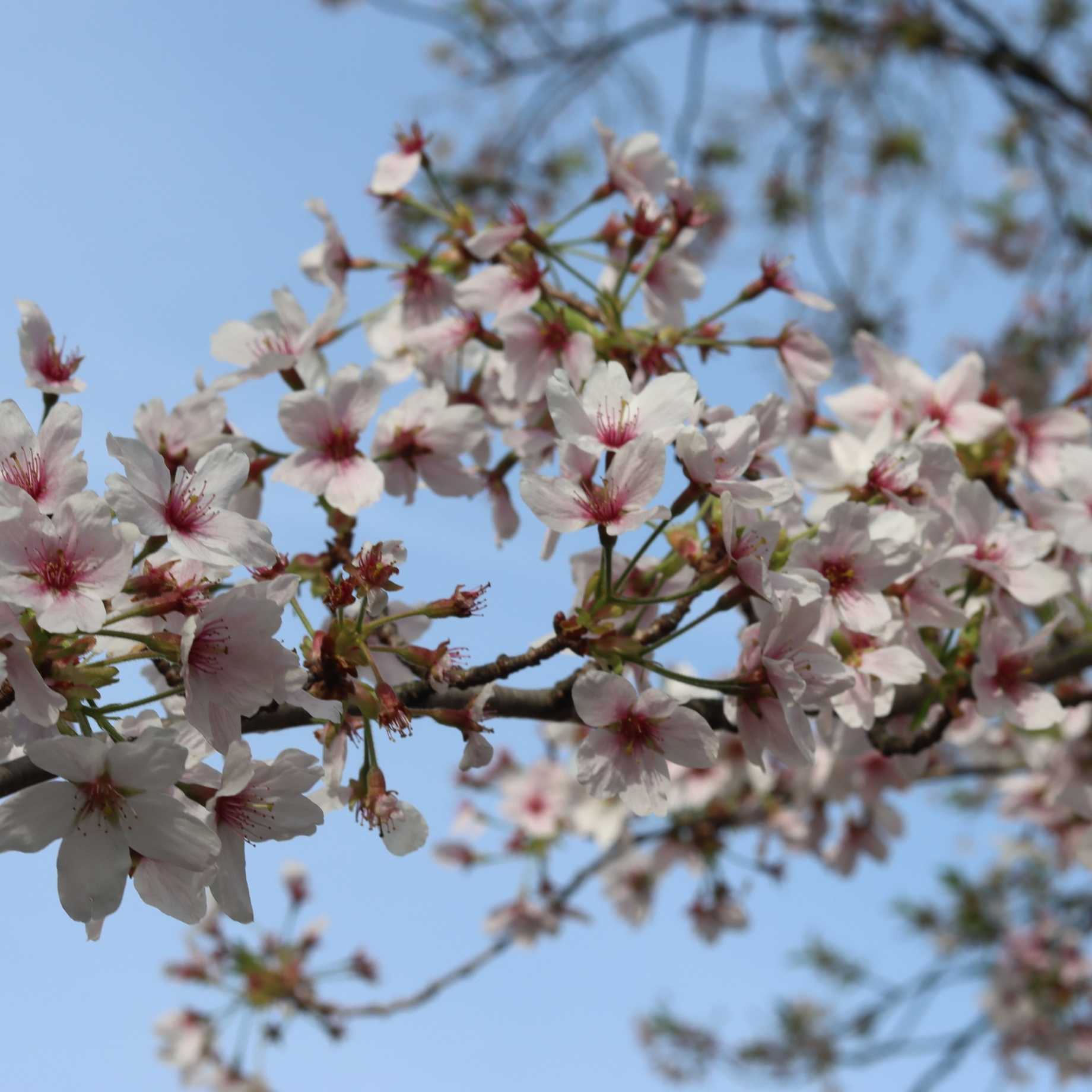 Sargent's Cherry Blossom Tree | Prunus sargentii - Image 6
