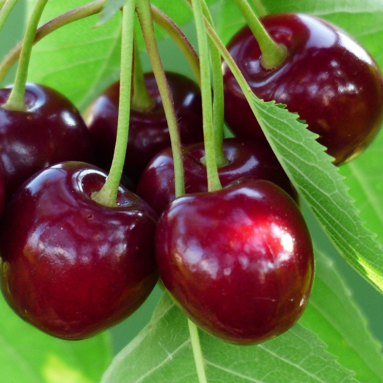 'Sasha' Cherry Tree - Image 4