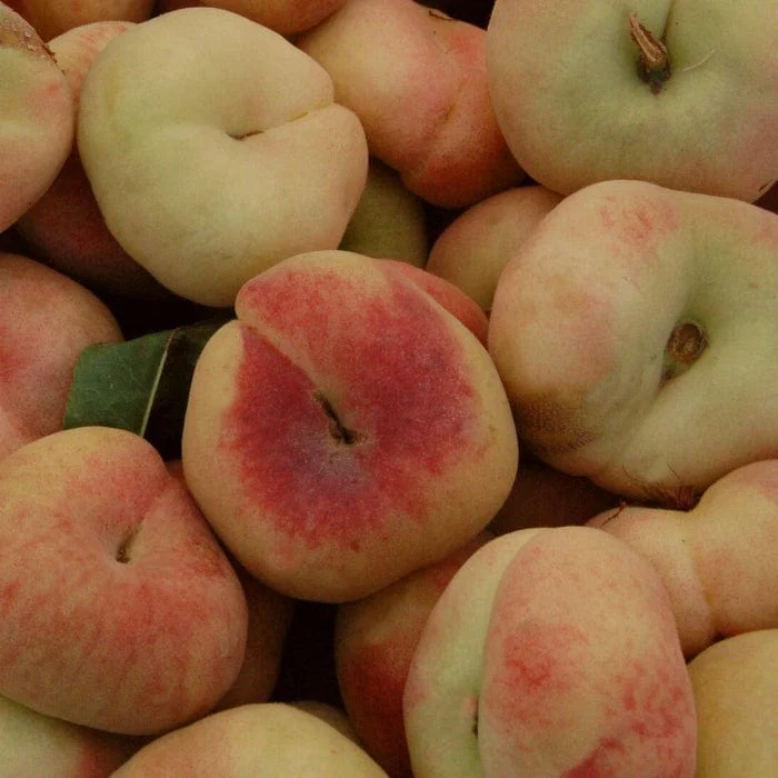 'Saturne' Peach Tree - Image 3