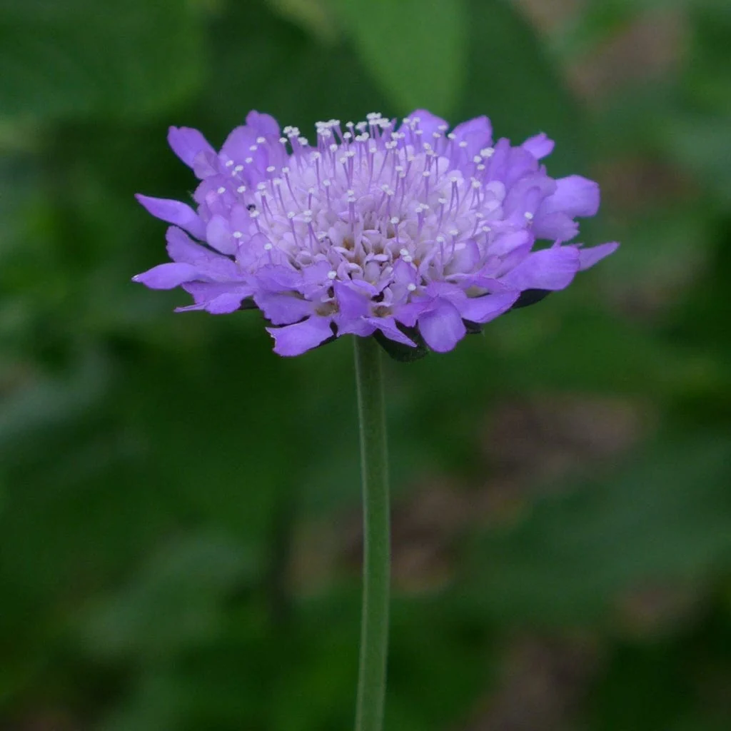 Scabiosa 'Butterfly Blue'