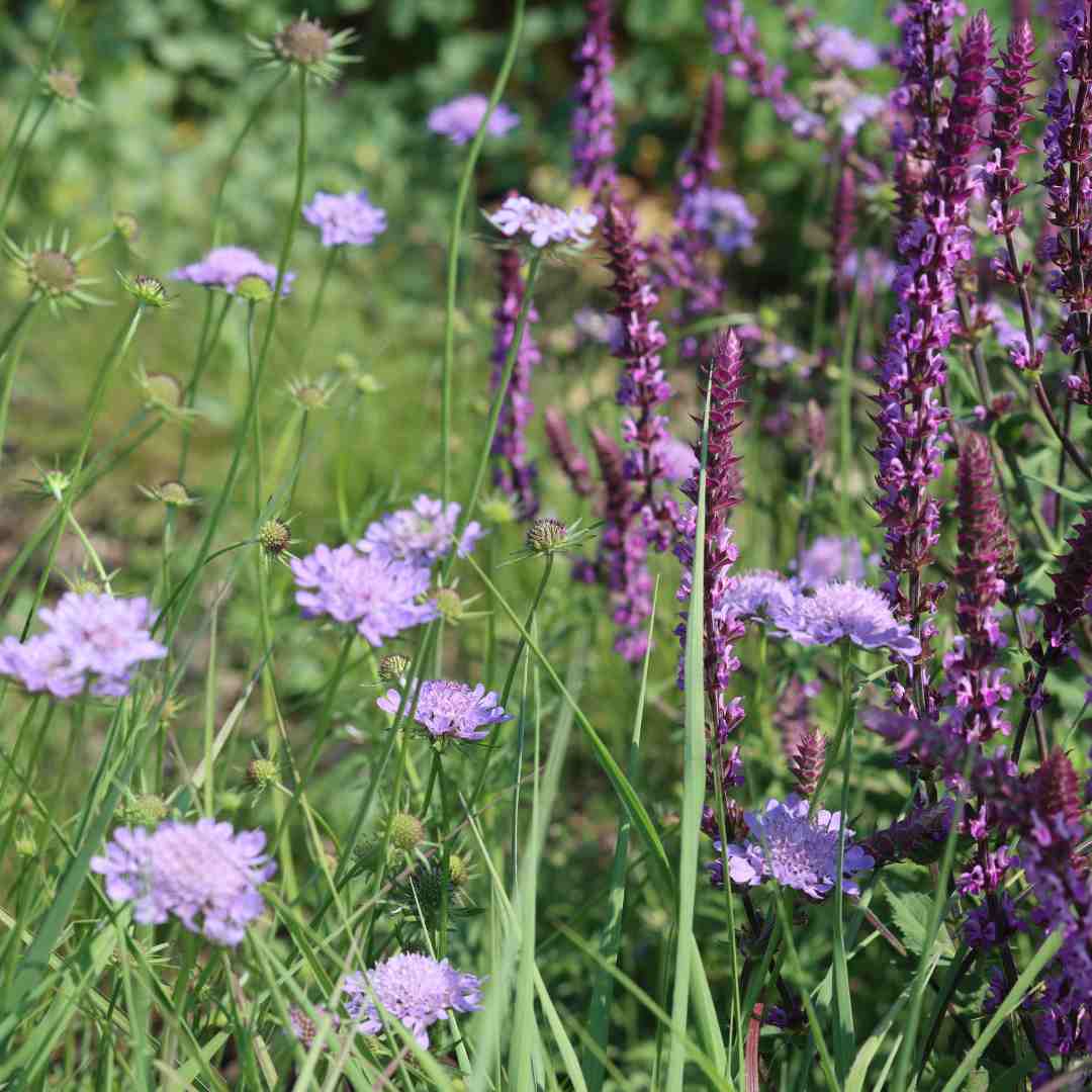 Scabiosa 'Butterfly Blue' - Image 2