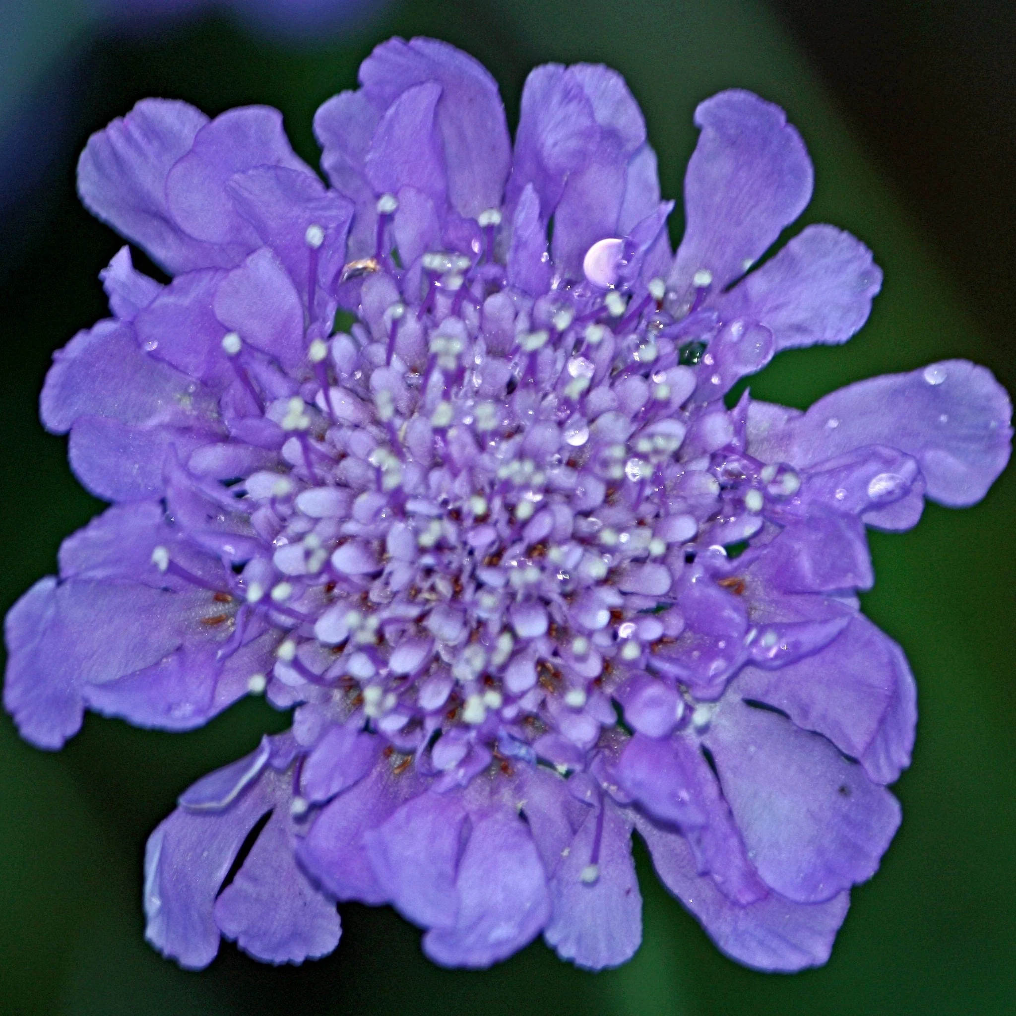 Scabiosa 'Butterfly Blue' - Image 4