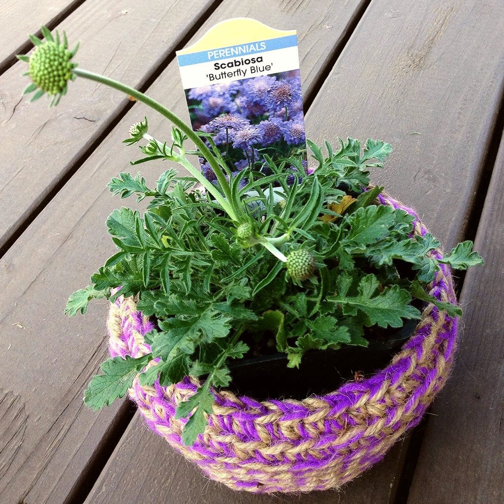 Scabiosa 'Butterfly Blue' - Image 5