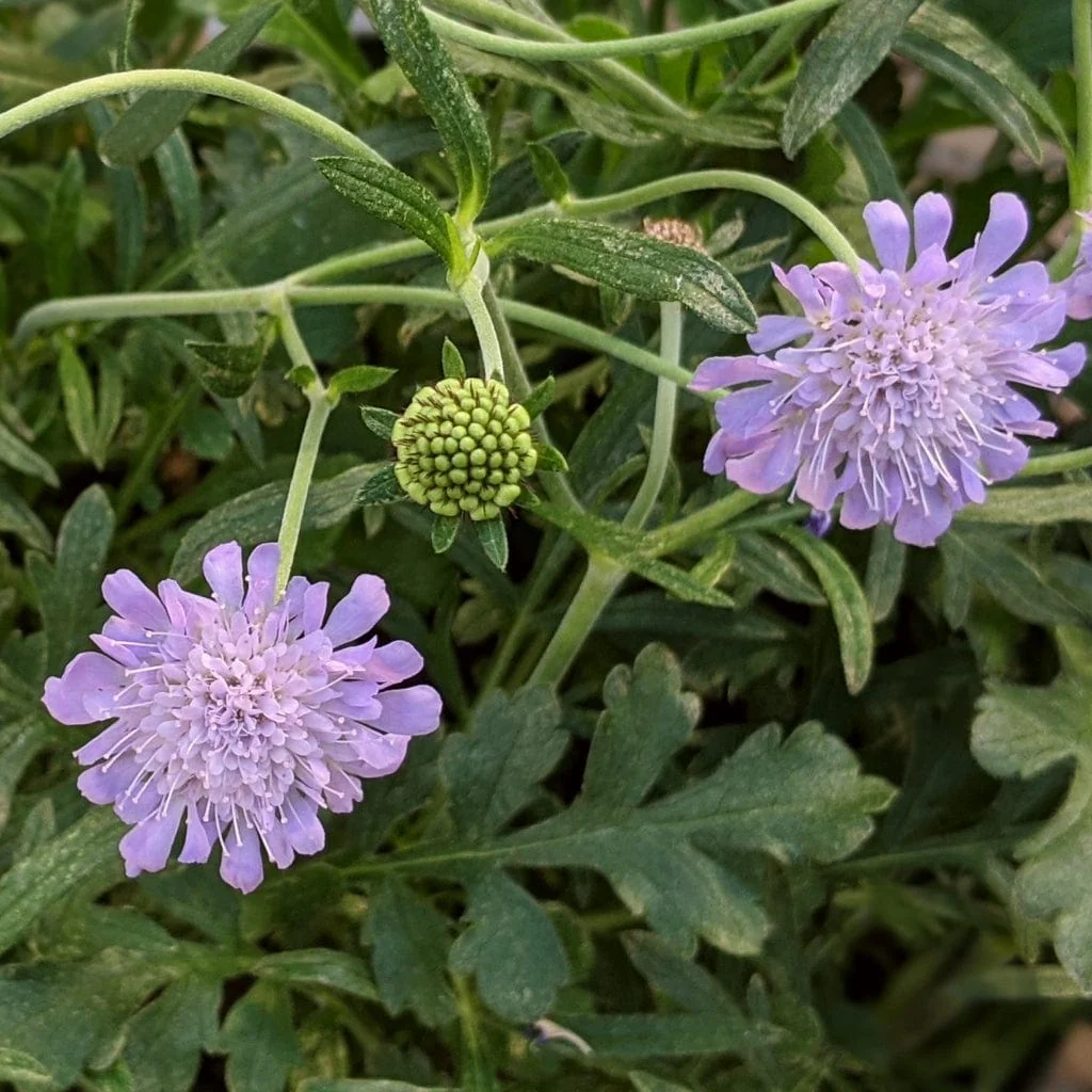 Scabiosa 'Butterfly Blue' - Image 6