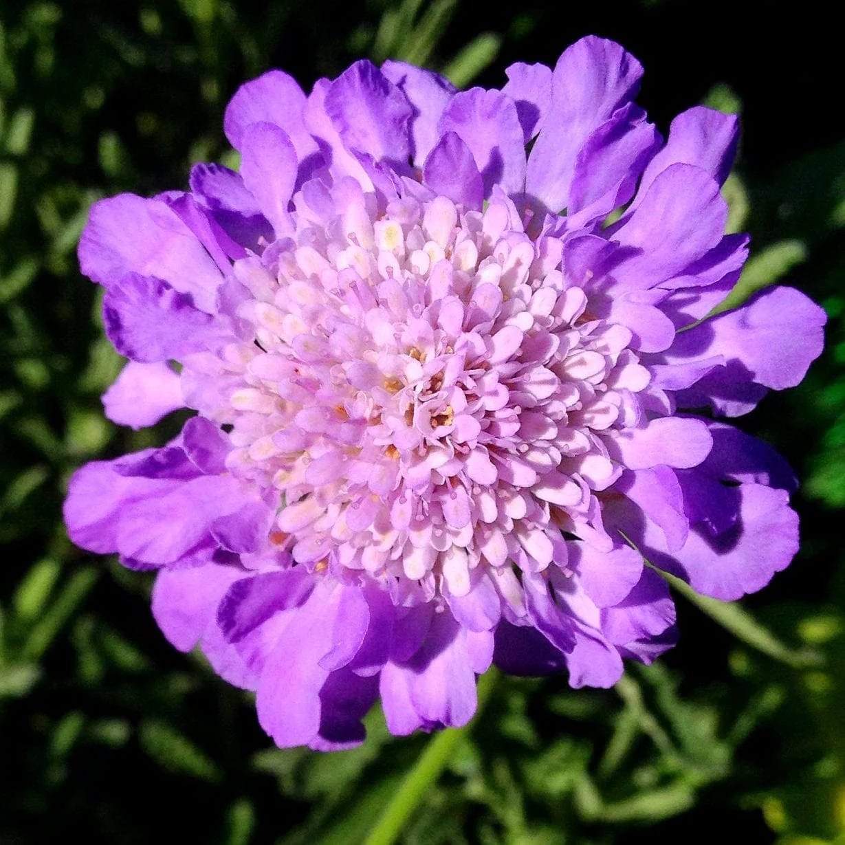 Scabiosa 'Butterfly Blue' - Image 7