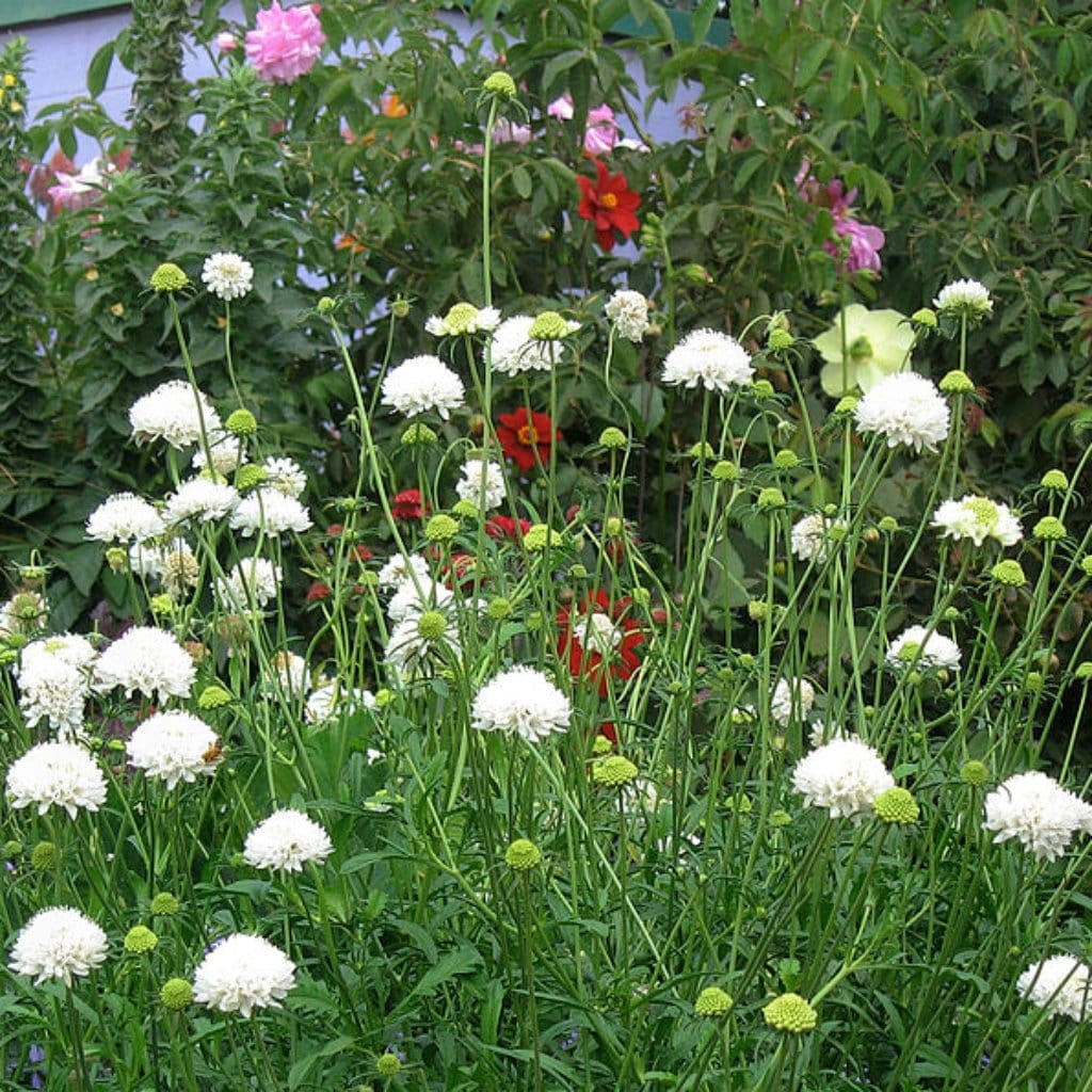 Scabiosa 'Flutter Pure White' - Image 3