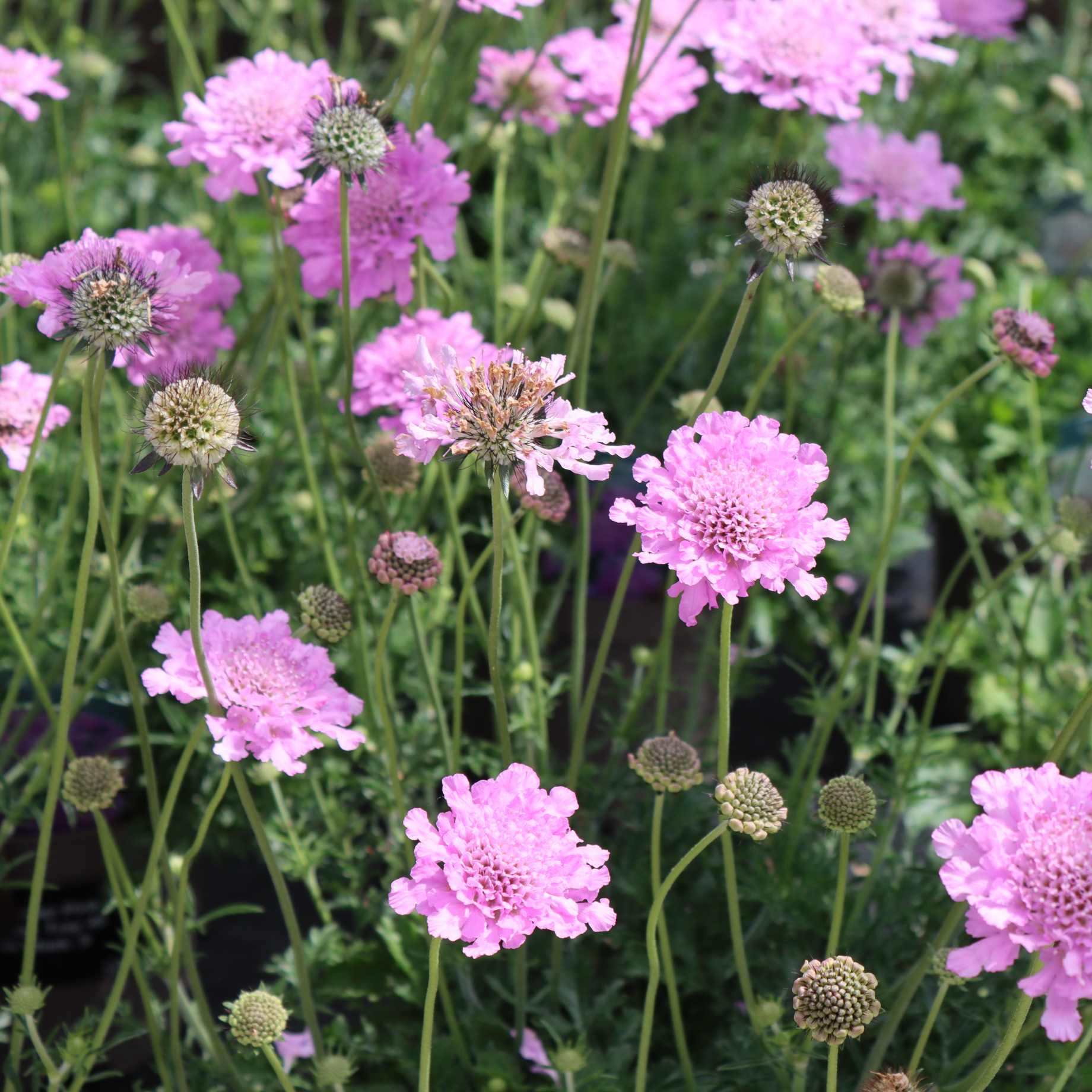 Scabiosa 'Kudo Pink'