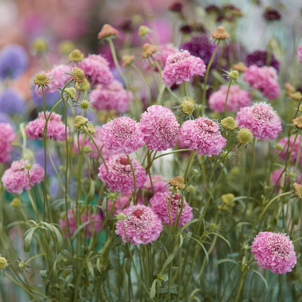 Scabiosa 'Kudo Pink' - Image 2