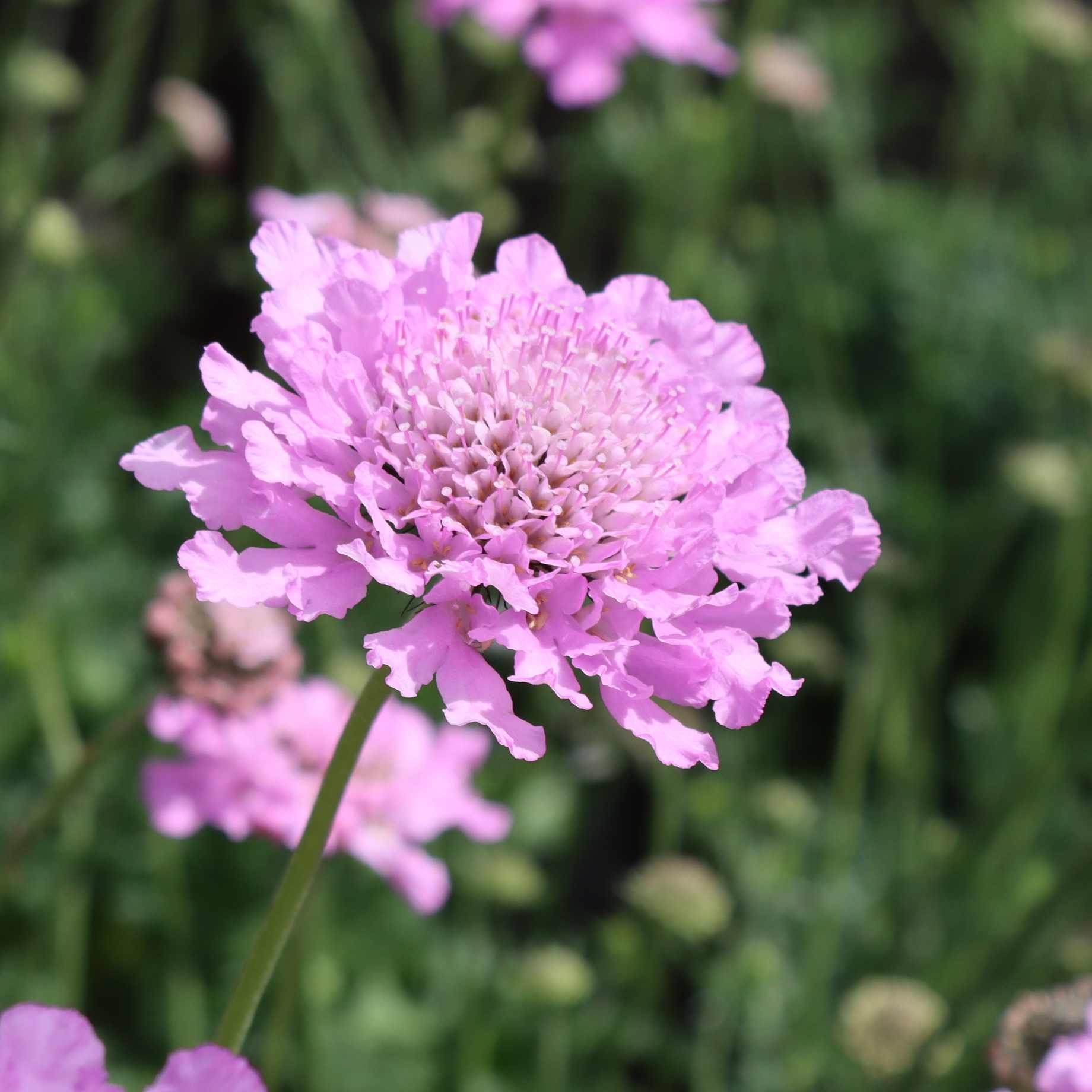 Scabiosa 'Kudo Pink' - Image 3