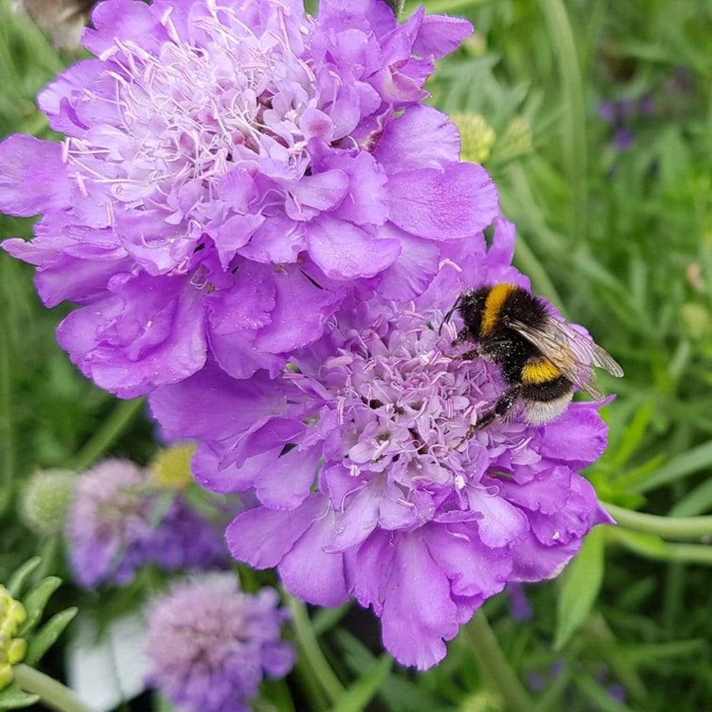 Scabiosa 'Mariposa Blue' - Image 3