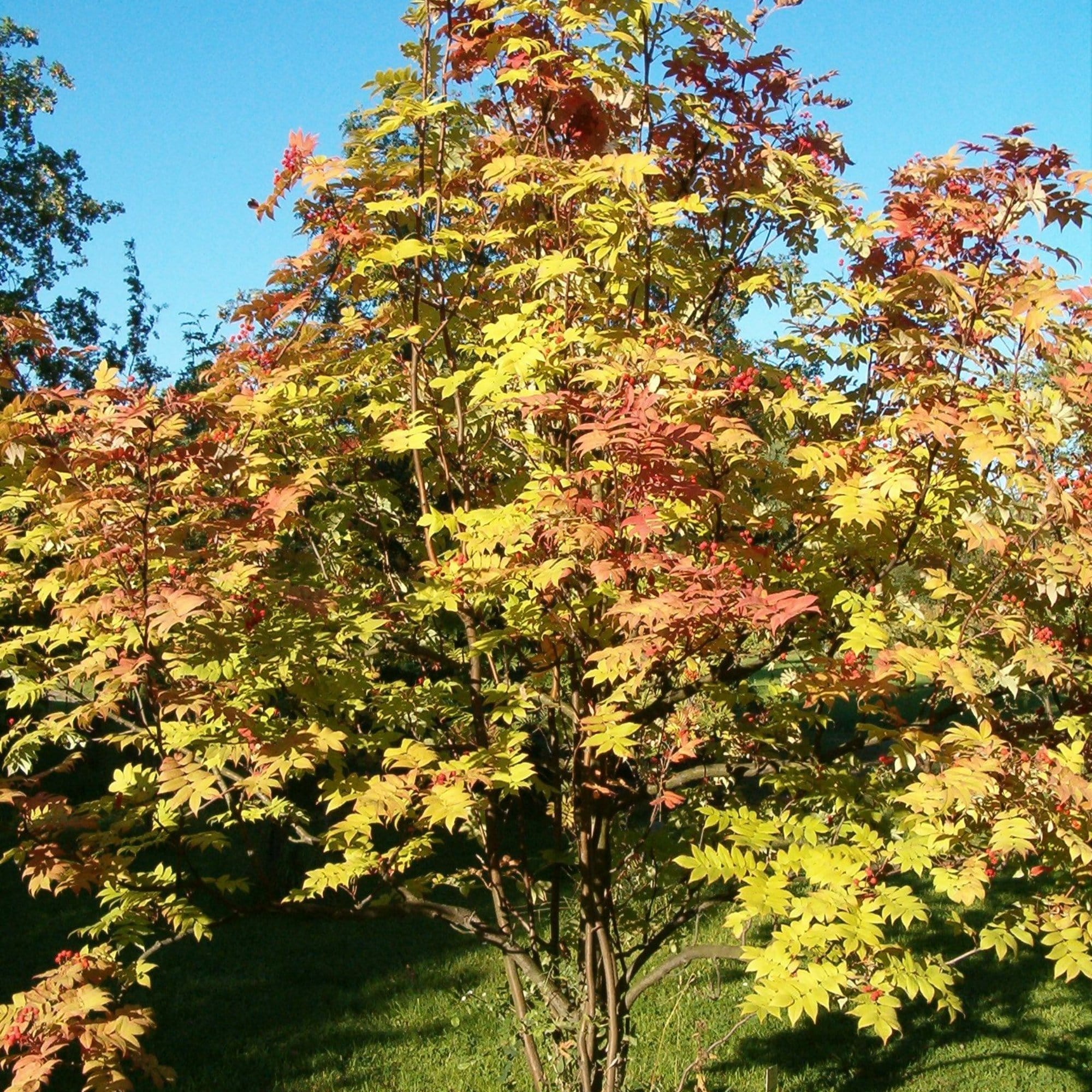 Scarlet Japanese Rowan Tree | Sorbus commixta 'Embley'