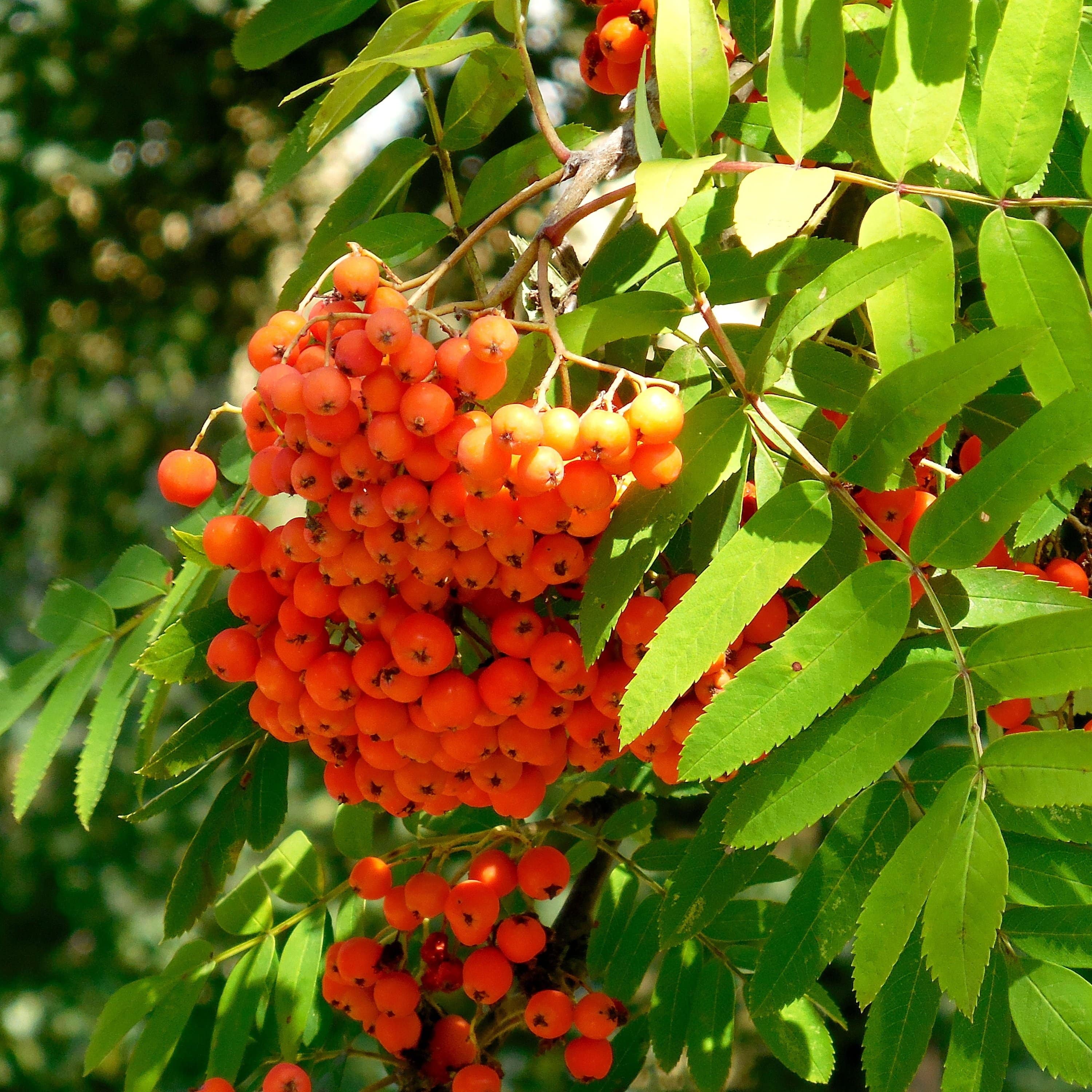 Scarlet Japanese Rowan Tree | Sorbus commixta 'Embley' - Image 2