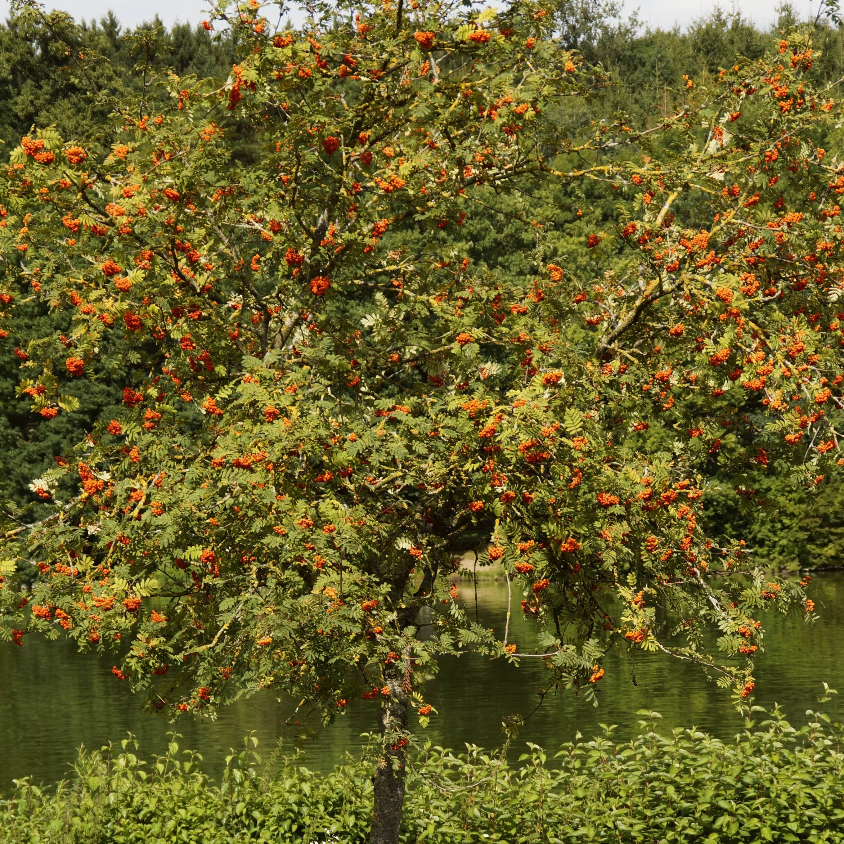 Scarlet Japanese Rowan Tree | Sorbus commixta 'Embley' - Image 3
