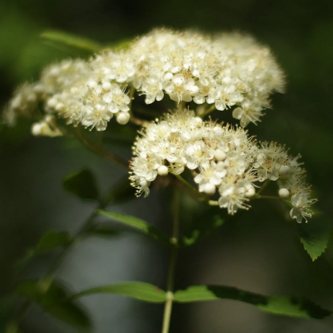 Scarlet Japanese Rowan Tree | Sorbus commixta 'Embley' - Image 4