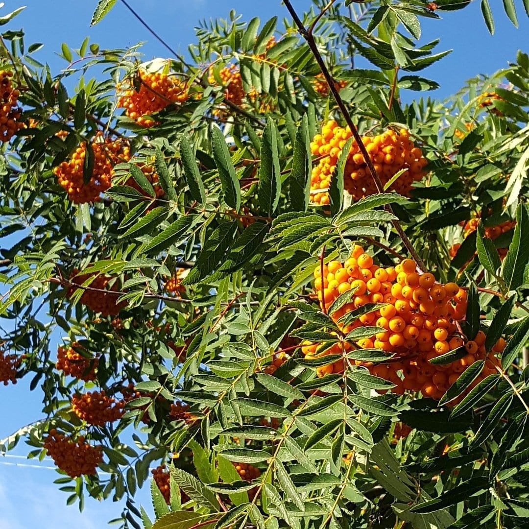 Scarlet Japanese Rowan Tree | Sorbus commixta 'Embley' - Image 7
