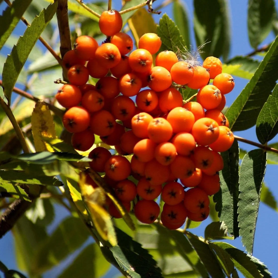 Scarlet Japanese Rowan Tree | Sorbus commixta 'Embley' - Image 8