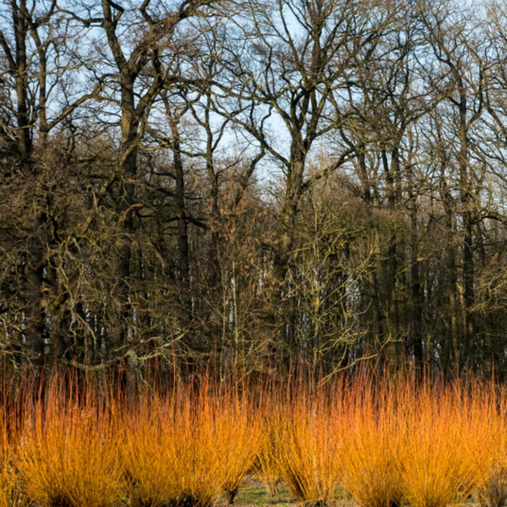 Scarlet Willow Hedging | Salix alba 'Chermesina' - Image 2