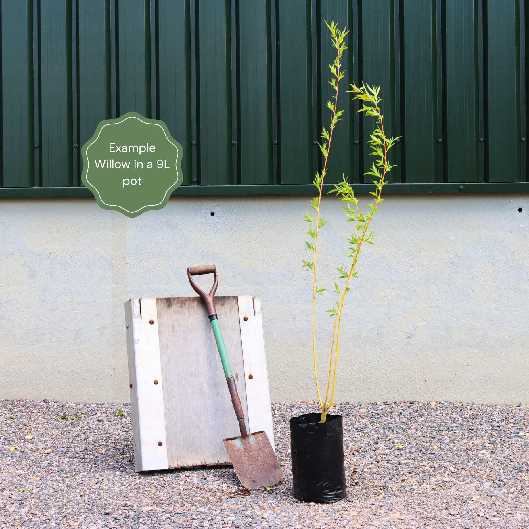 Scarlet Willow Tree | Salix alba 'Chermesina' - Image 3