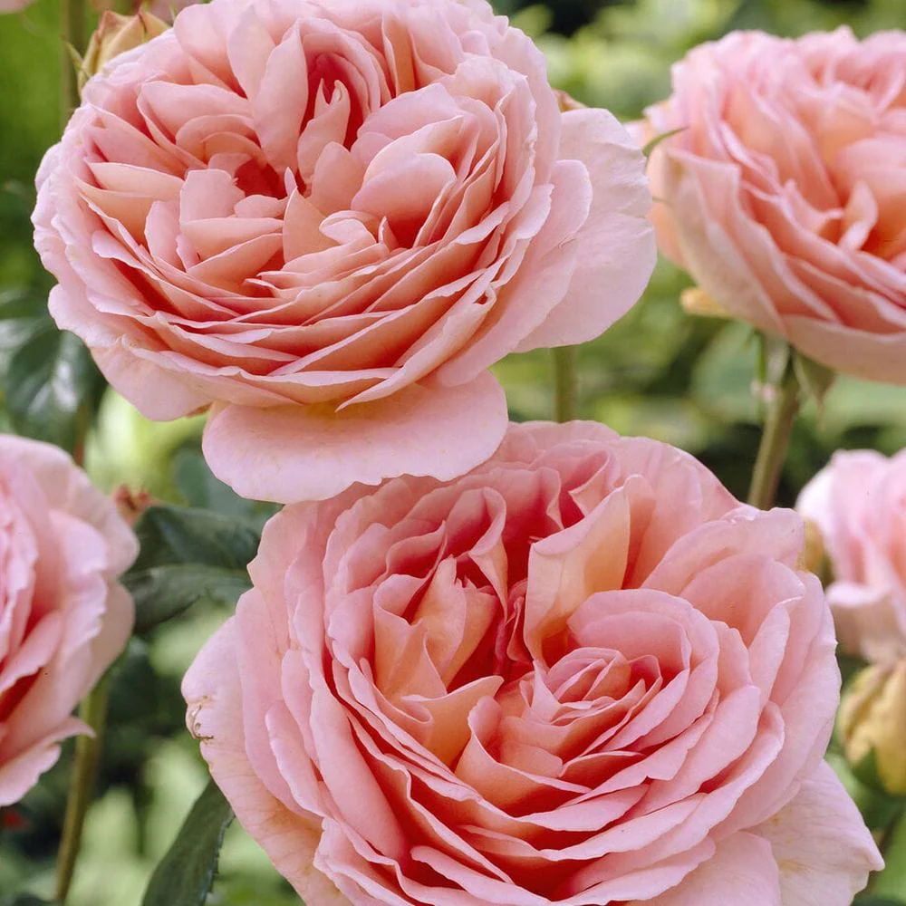 'Schöhne Maid' Hybrid Tea Rose - Image 3
