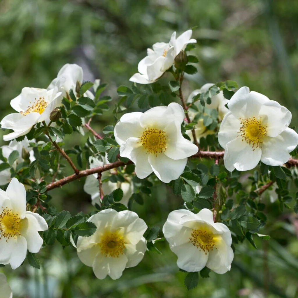 Scotch Rose Hedging | Rosa pimpinellifolia - Image 2