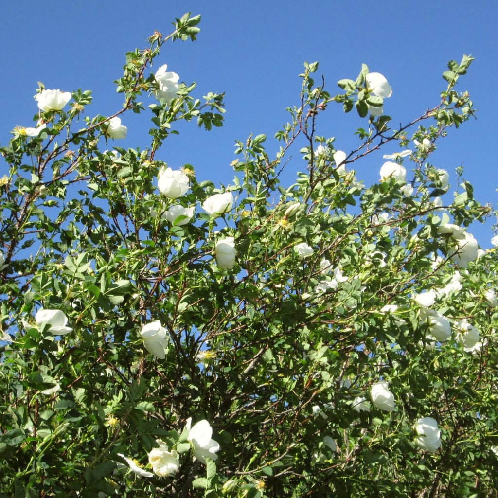 Scotch Rose Hedging | Rosa pimpinellifolia - Image 3