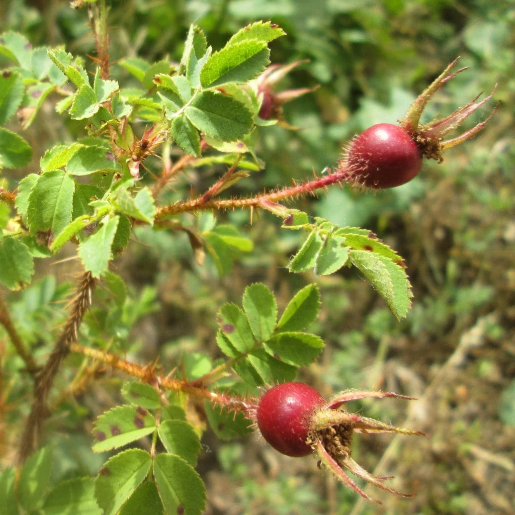 Scotch Rose Hedging | Rosa pimpinellifolia - Image 4