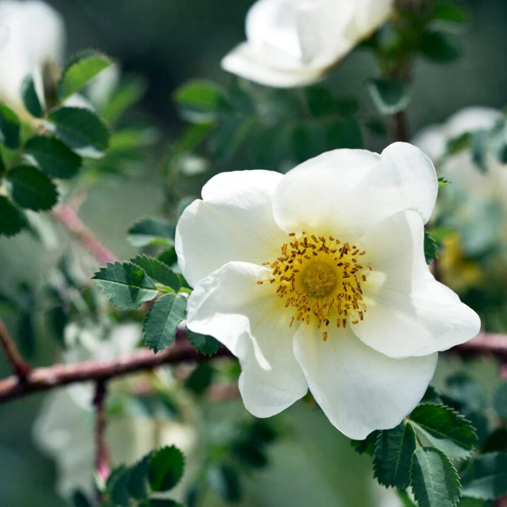 Scotch Rose Hedging | Rosa pimpinellifolia - Image 5