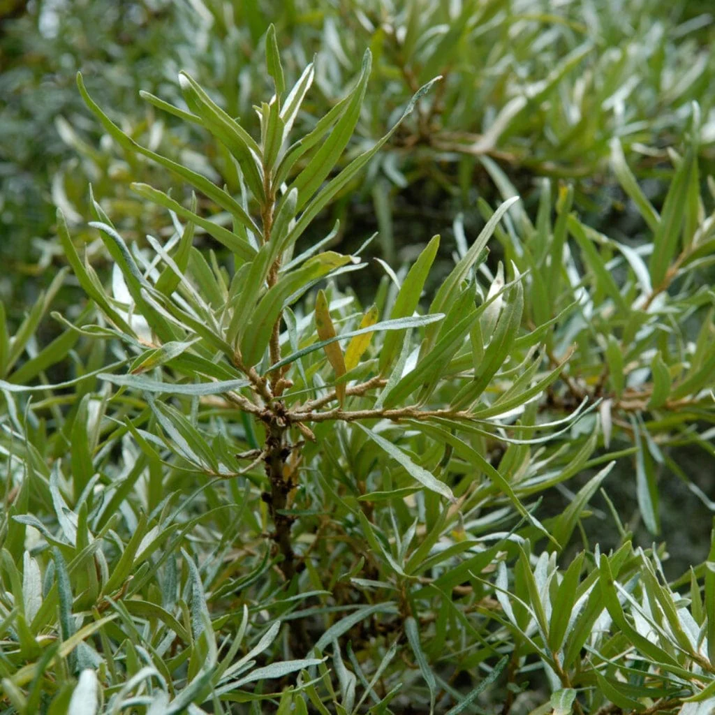 Sea Buckthorn Hedging | Hippophae rhamnoides - Image 2