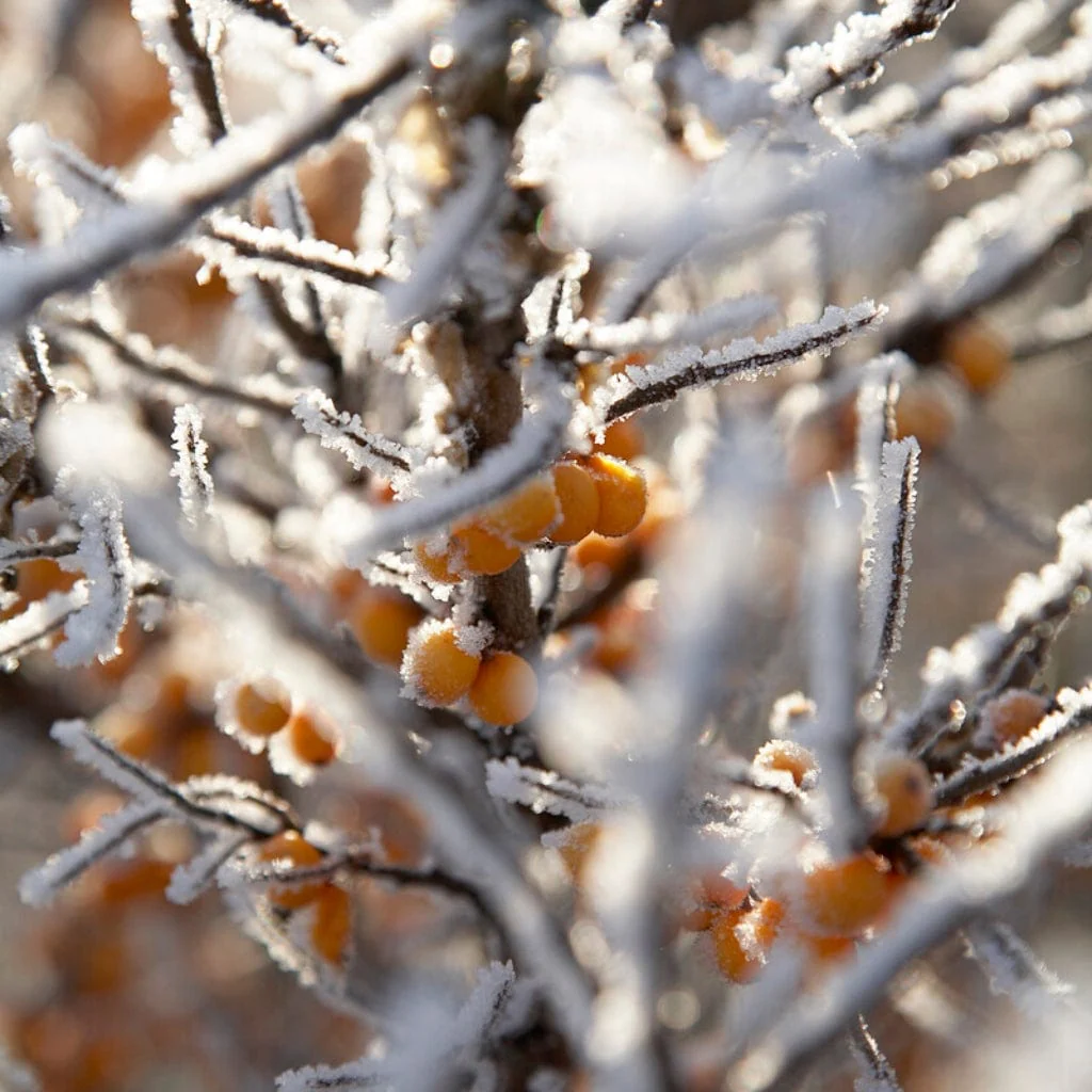 Sea Buckthorn Hedging | Hippophae rhamnoides - Image 3