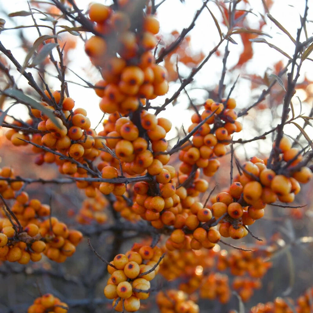 Sea Buckthorn Hedging | Hippophae rhamnoides - Image 4