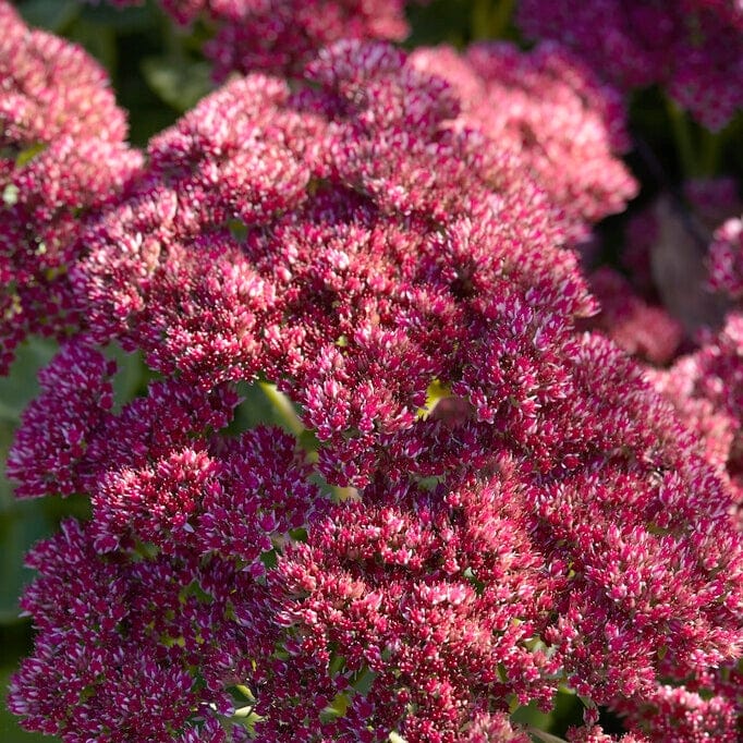 Sedum 'Rose Carpet' - Image 2