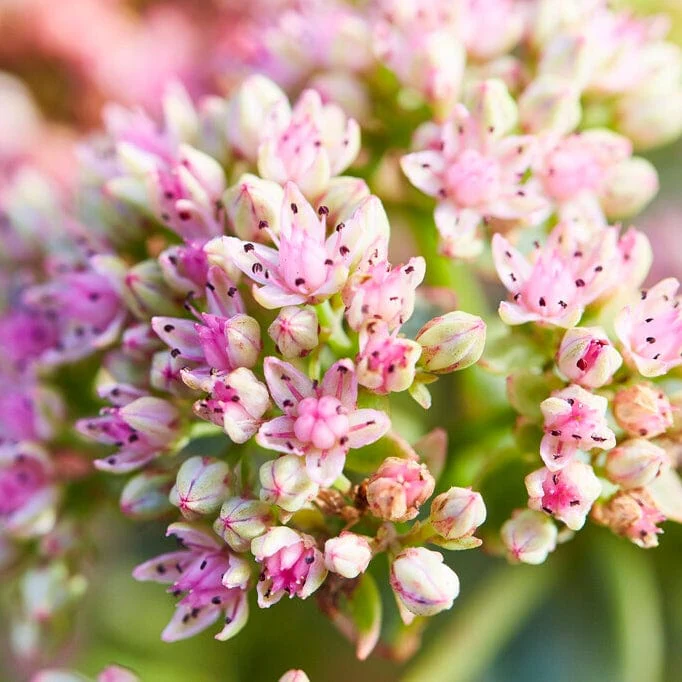 Sedum 'Sunsparkler Lime Zinger'