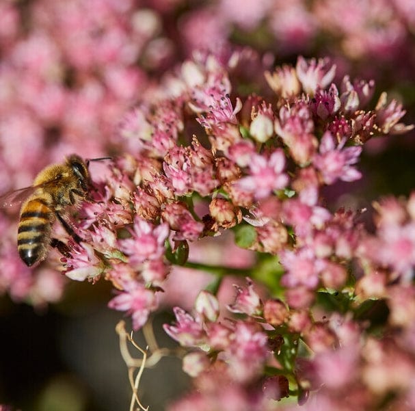 Sedum 'Sunsparkler Lime Zinger' - Image 2