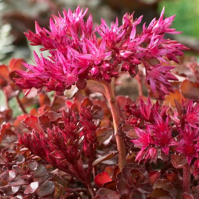 Sedum 'Sunsparkler Wildfire'