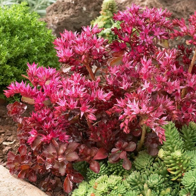 Sedum 'Sunsparkler Wildfire' - Image 2