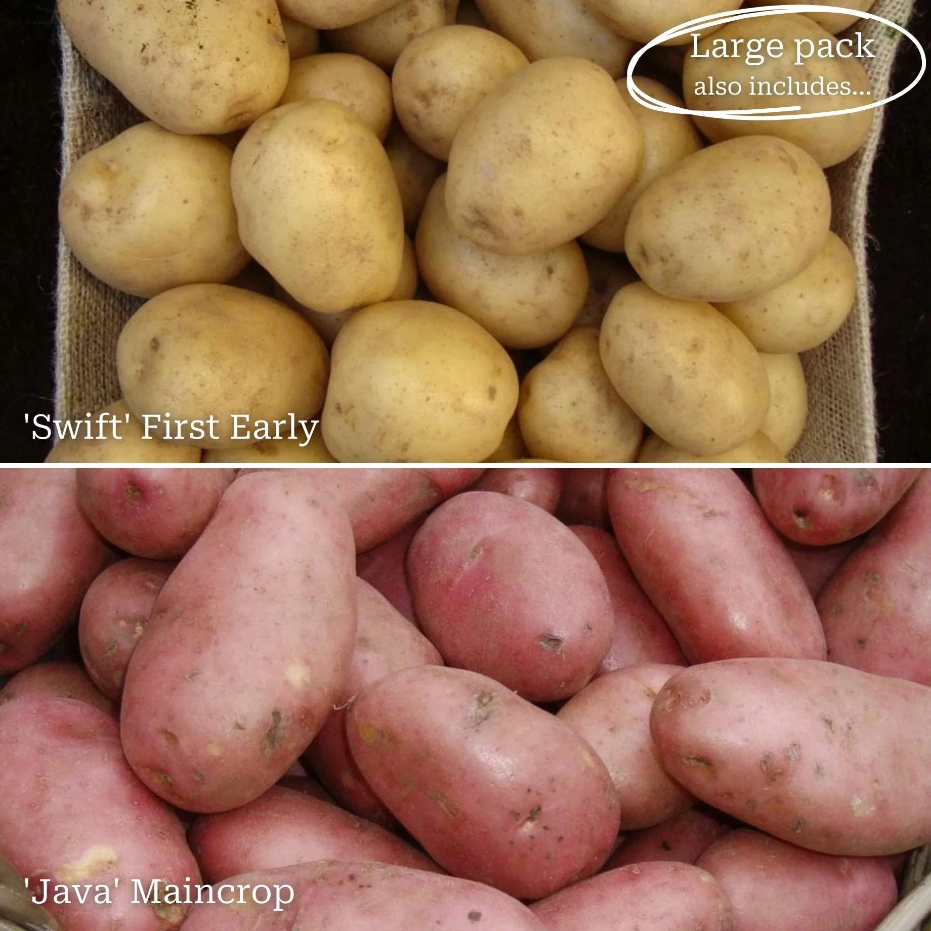 Seed Potato Starter Pack | Ideal for Beginners | Growers' Choice - Image 3
