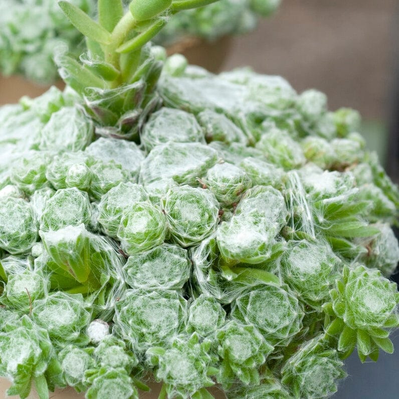 Sempervivum 'Arctic White'