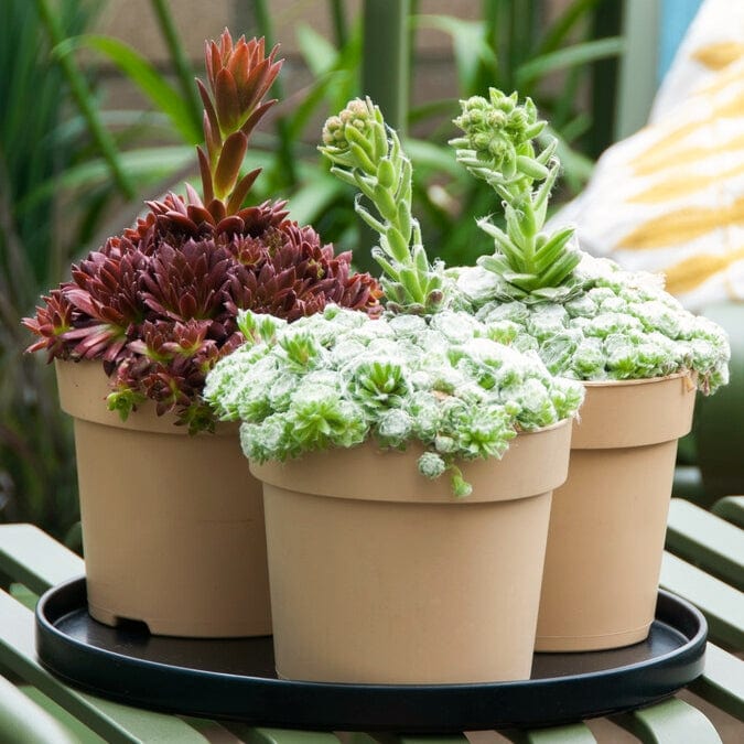 Sempervivum 'Arctic White' - Image 2