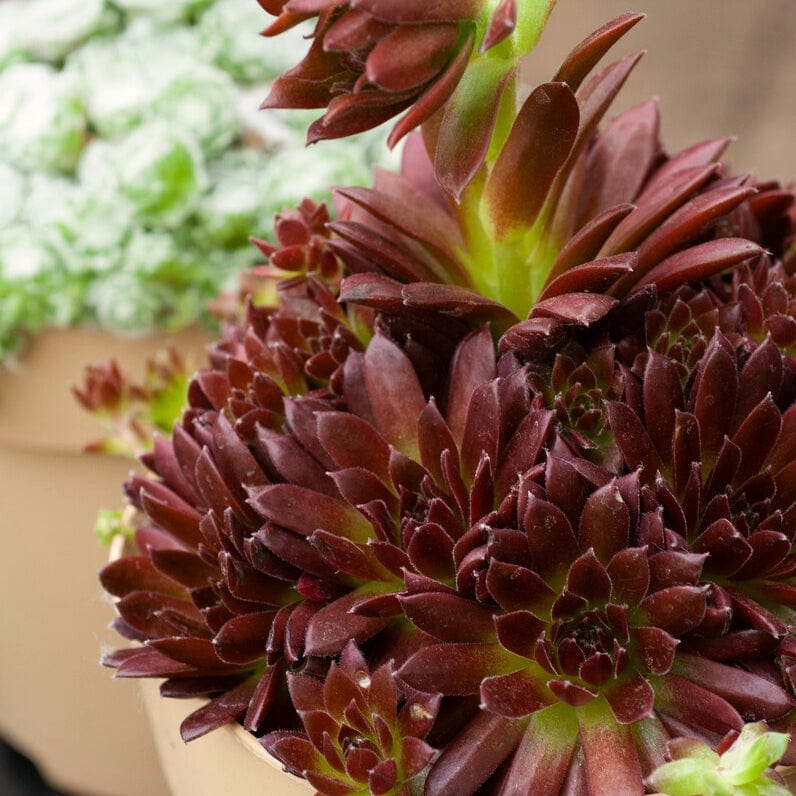 Sempervivum 'Coral Red'