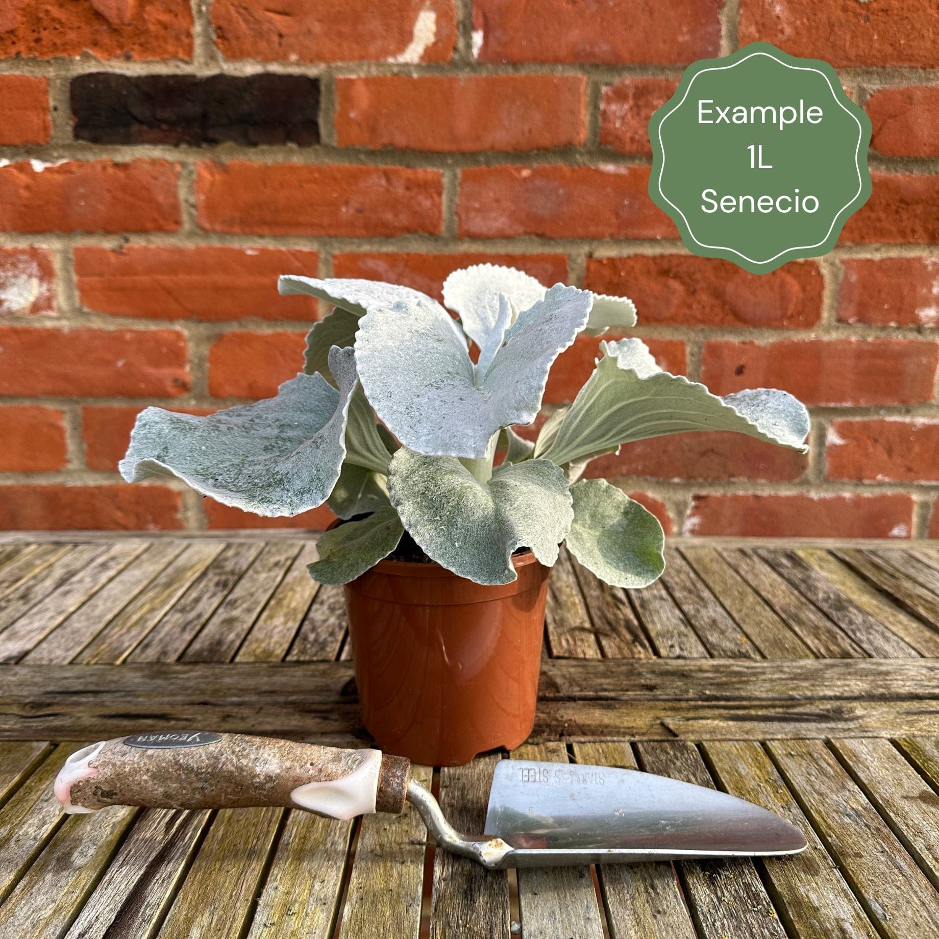 Senecio 'Angel Wings' - Image 4