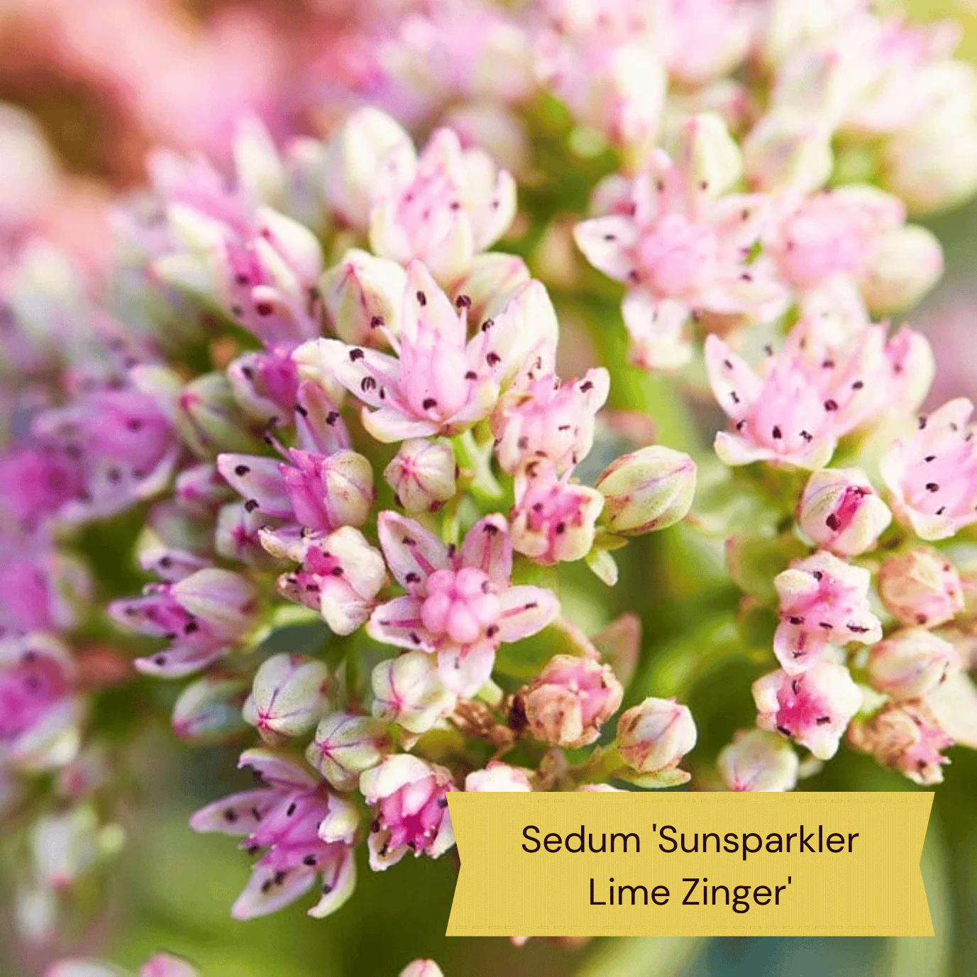Sensory Garden Plants | Tactile, Bright & Fragrant - Image 6