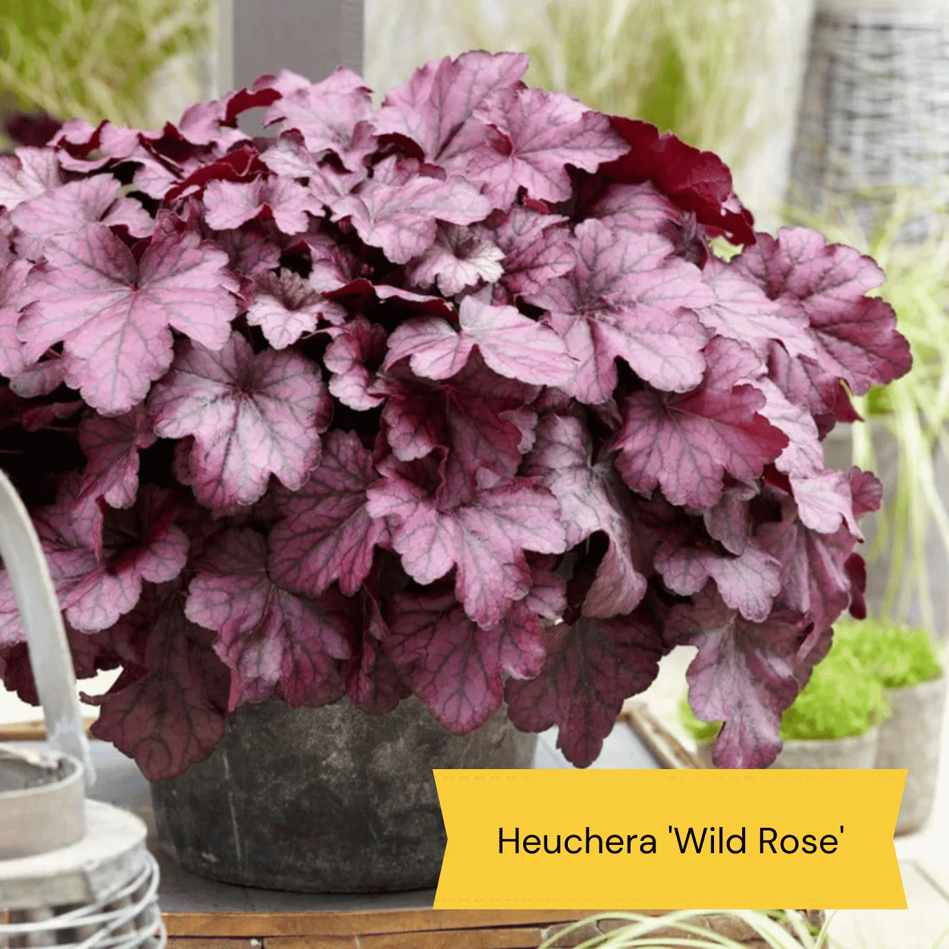 Sensory Garden Plants | Tactile, Bright & Fragrant - Image 7