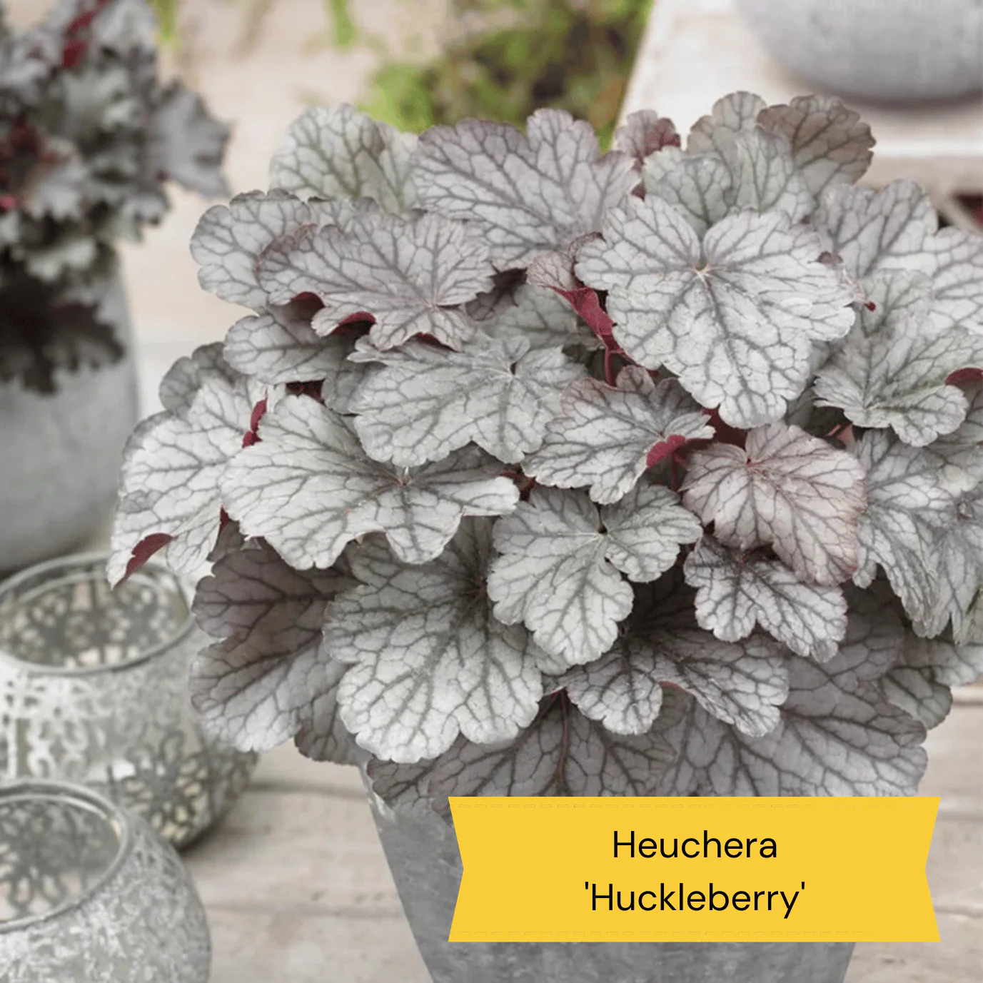 Sensory Garden Plants | Tactile, Bright & Fragrant - Image 8