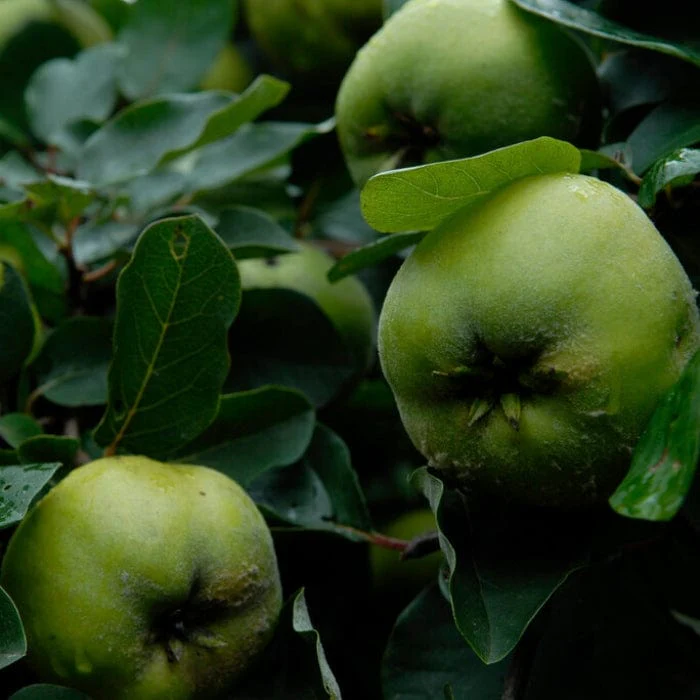 'Serbian Gold' Quince Tree