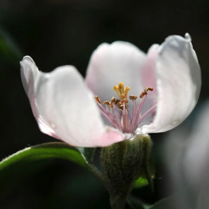 'Serbian Gold' Quince Tree - Image 3