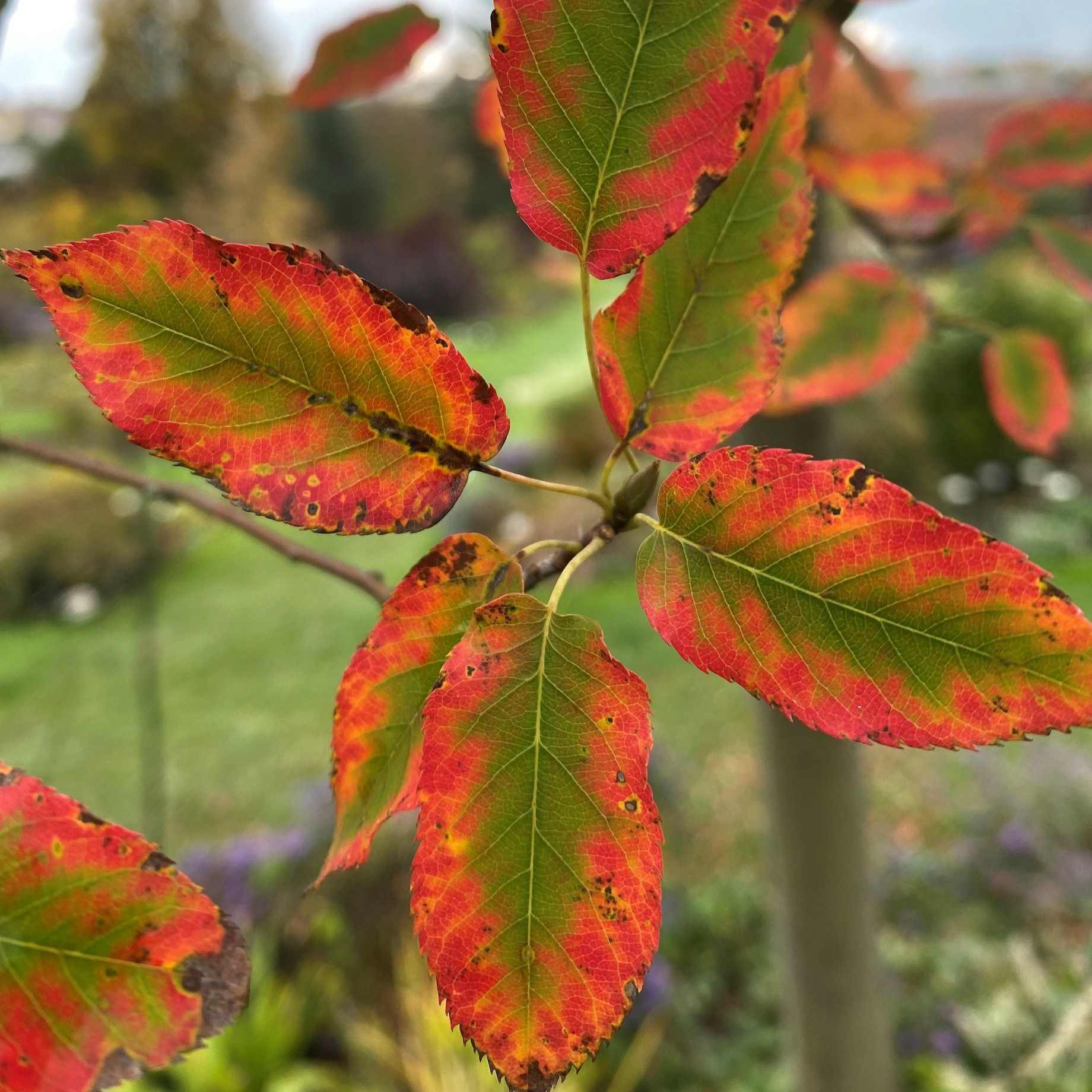 Serviceberry Tree | Amelanchier arborea 'Robin Hill' - Image 3