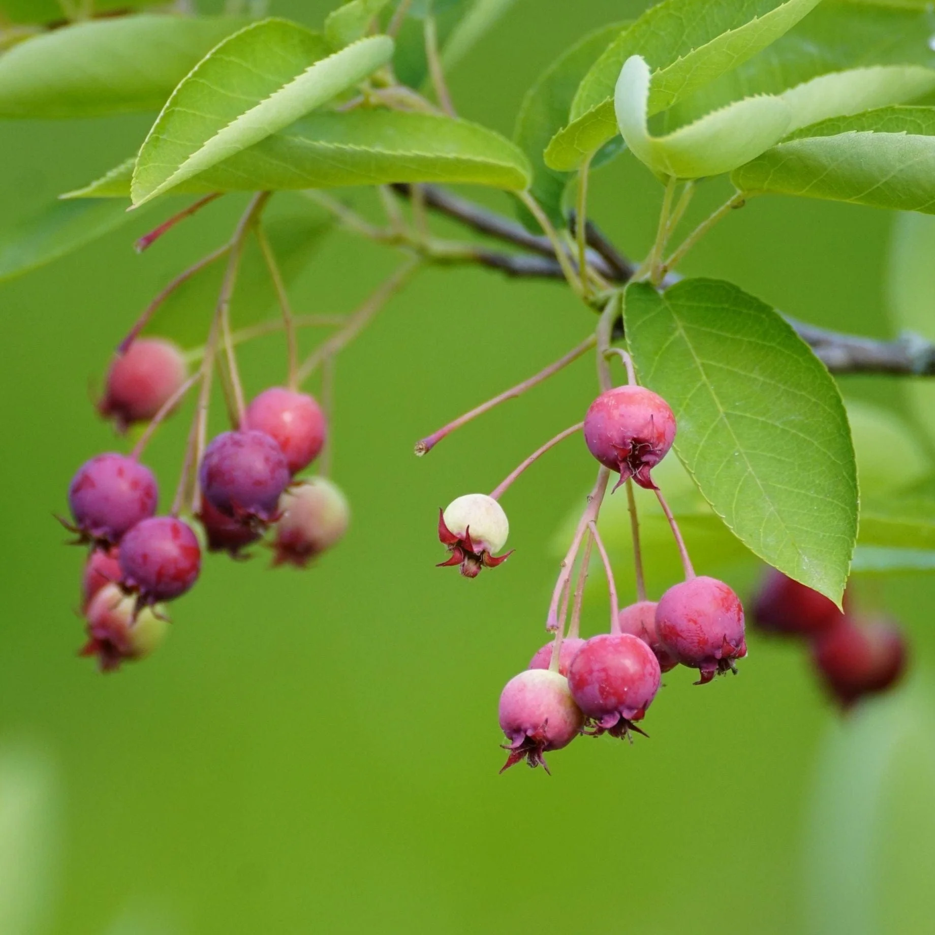 Serviceberry Tree | Amelanchier arborea 'Robin Hill' - Image 5